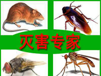 怎样预防老鼠？